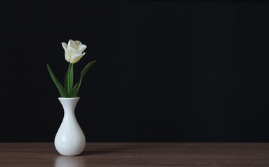 White tulip flower in a white vase.