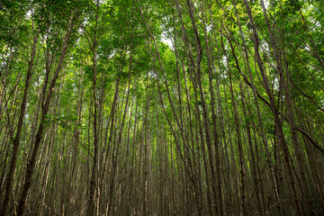 Beautiful green forest raining day 
