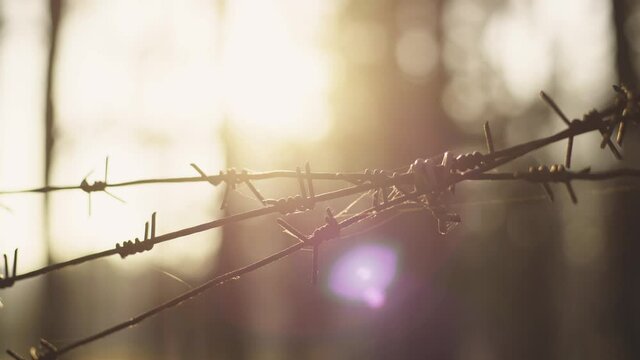 Close up view 4k stock video footage of barbed wire isolated on blurry sunset sunny forest background