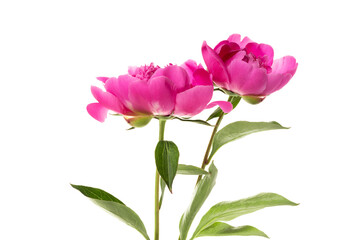 Naklejka na ściany i meble Two pink peonies isolated on white background. Floral card design