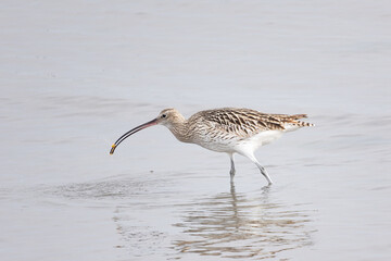 餌をくわえる鴫