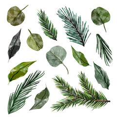 Watercolor illustrations of christmas tree branches and leaves collection