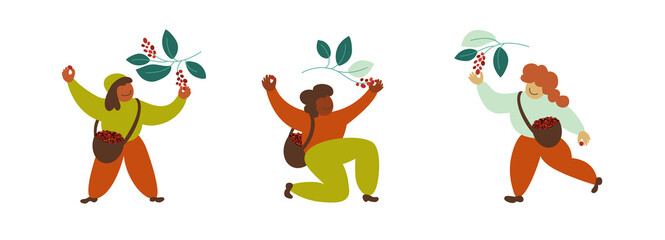 Fototapeta premium Set of vector illustrations with coffee pickers. Diversity people harvesting berries from tree branches. Happy farmer picking coffee beans in basket by hand. Man and woman work on farm. Package design