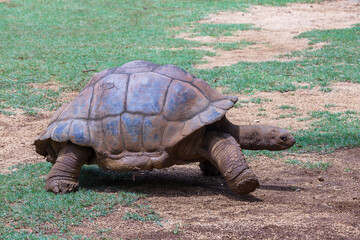 The Seychelles giant tortoise or aldabrachelys gigantea hololissa, also known as the Seychelles domed giant tortoise. Giant turtle in island Mauritius