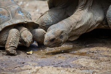The Seychelles giant tortoise or aldabrachelys gigantea hololissa, also known as the Seychelles domed giant tortoise. Giant turtle in island Mauritius