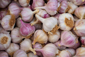 Raw garlic bulbs on showcase at a marketplace. Spices and seasoning for food.