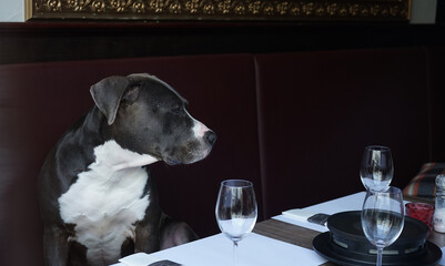 A Great Dane waiting for wine service.