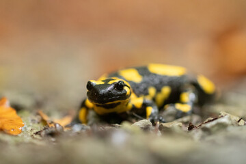 Feuersalamander