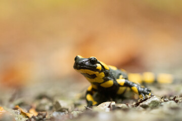Feuersalamander