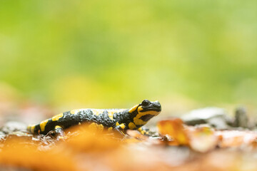 Feuersalamander 