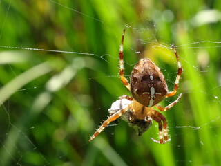 Araignée Araneus enroule sa proie sans sa toile, fond nature, France
