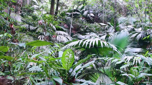 A tropical forest with bamboo, stunted palms, fan palm (Livistona, tokopat), palmetto (Sabal), Hypoestes, and lianas in the undergrowth. Thailand