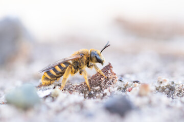 Wildbiene (Sandarium)