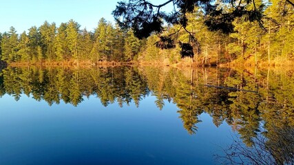 A photo of a lake in a forest