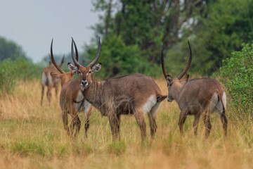 Naklejka na ściany i meble Waterbuck - Kobus ellipsiprymnus, large antelope from African savanna, Lake Mburo National Park, Uganda.