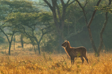Waterbuck - Kobus ellipsiprymnus,  large antelope from African savanna, Lake Mburo National Park, Uganda.