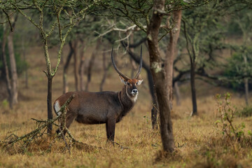 Waterbuck - Kobus ellipsiprymnus,  large antelope from African savanna, Lake Mburo National Park, Uganda. - obrazy, fototapety, plakaty