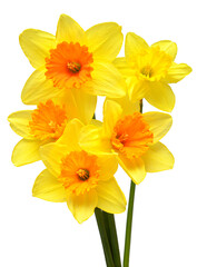 Obraz na płótnie Canvas Bouquet of yellow daffodils flowers isolated on white background. Flat lay, top view