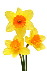 Bouquet of yellow daffodils flowers isolated on white background. Flat lay, top view