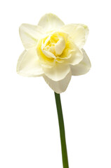 White daffodil flower isolated on white background. Flat lay, top view