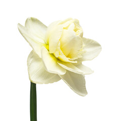 White daffodil flower isolated on white background. Flat lay, top view