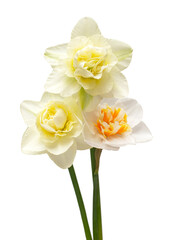 Bouquet of orange and white daffodils flowers isolated on white background. Flat lay, top view