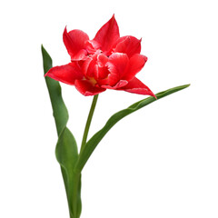 Red tulip flower isolated on white background. Beautiful composition for advertising and packaging design in the garden business. Flat lay, top view