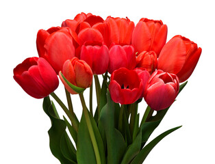 Bouquet red tulip flower isolated on white background. Beautiful composition for advertising and...