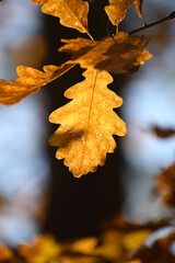 Autumn natural seasonal colours