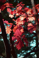 Autumn natural seasonal colours