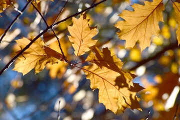 Fototapeta na wymiar Autumn natural seasonal colours