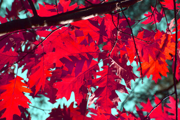 Autumn natural seasonal colours