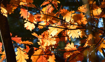 Autumn natural seasonal colours