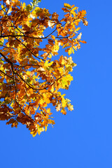 Autumn natural seasonal colours