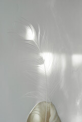 White peacock feather in a white shell on a white background