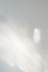 White peacock feather on white background
