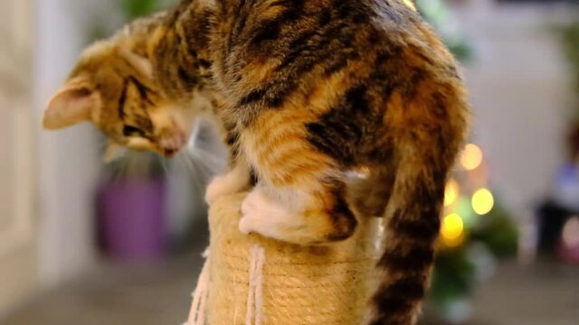 Little striped red and grey kitten plays with the ball on the top of scratching post in Christmas room
