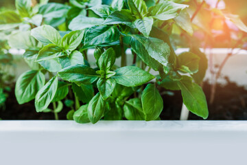Growing basil at home. Plants close up