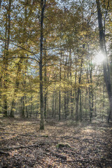 Fototapeta premium forest in autumn
