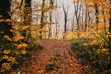 Obraz premium beautiful foggy forest in autumn