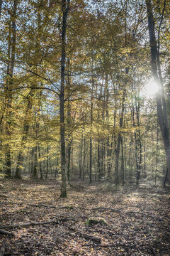 forest in autumn © jeanluc