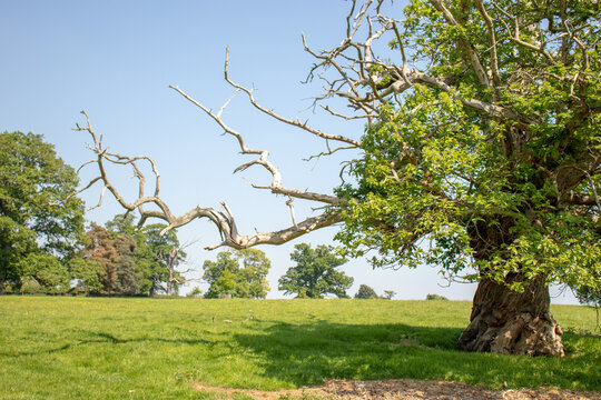 Sweet Chestnut Tree In The Field