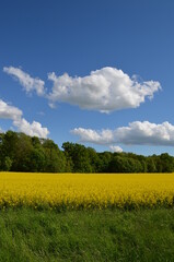 Pola kwitnącego rzepaku przy cudnej pogodzie