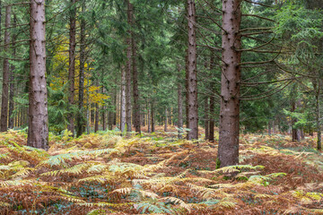 Autumn undergrowth in Roncesvalles