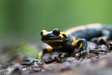 Feuersalamander 