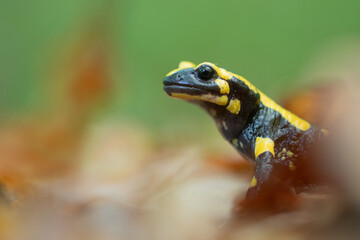 Feuersalamander 
