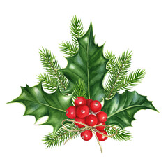 Watercolor illustration Christmas composition of holly leaves, berries and spruce branches