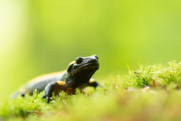 Feuersalamander 