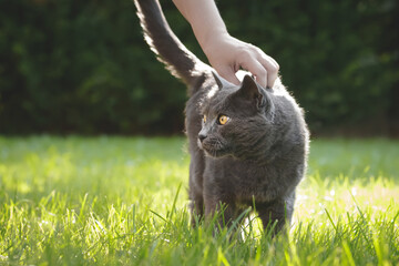 Gray house cat standing in the green, sunny garden. Human hand touches it from above