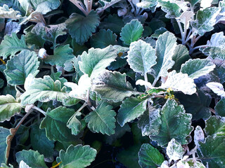 Close-Up Of Frost Covered Frozen Green Leaves In A Garden